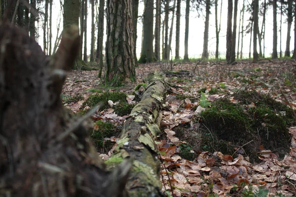 Zbliżenie Strzał Lasu Zielonej Trawie — Zdjęcie stockowe