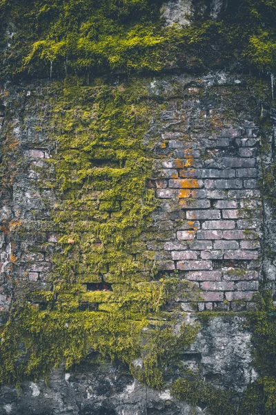 Yosun Yosunlu Eski Taş Duvar — Stok fotoğraf
