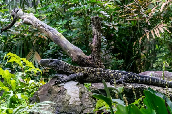 Ujęcie Bliska Zielonej Iguany Gałęzi — Zdjęcie stockowe