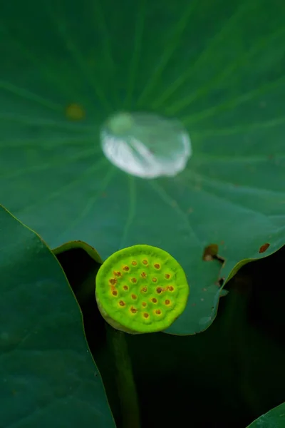 Bela Flor Lótus Jardim — Fotografia de Stock