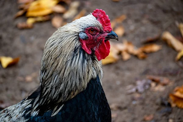 Gallo Granja —  Fotos de Stock