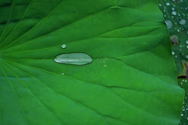 水滴付きの緑の葉 — ストック写真