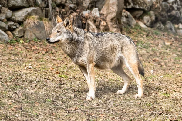 Closeup Shot Wolf Forest — Stock Photo, Image