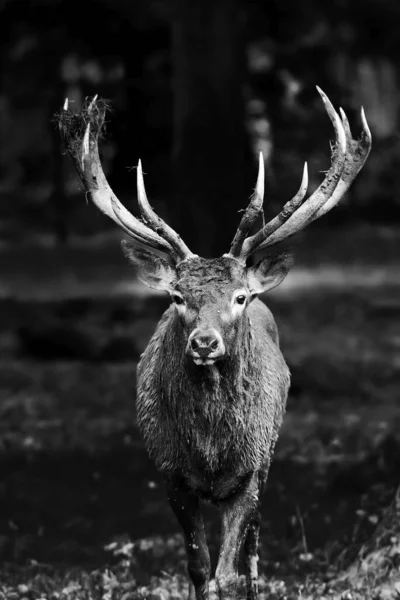 森の中に立つ赤い鹿のクローズアップショット — ストック写真