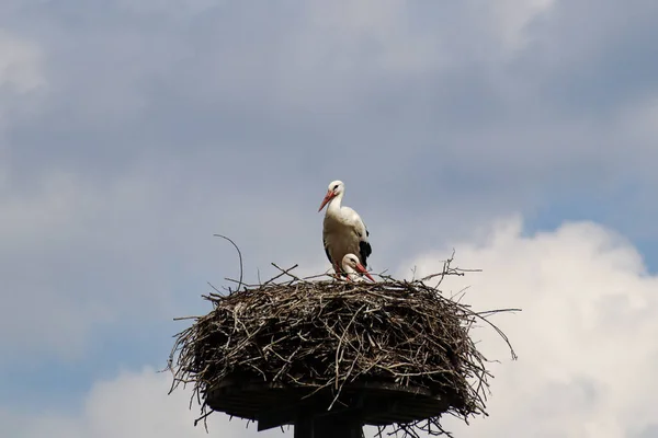 Storch Auf Einem Nest Garten — Stockfoto