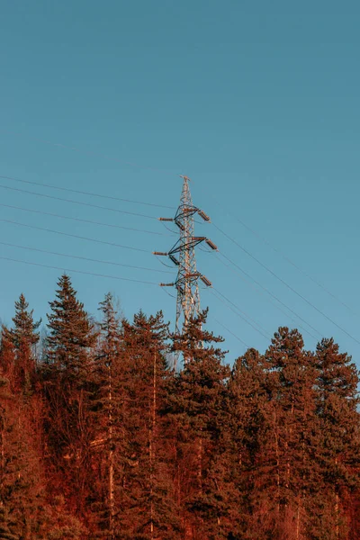 Linee Elettriche Alta Tensione Nella Foresta — Foto Stock