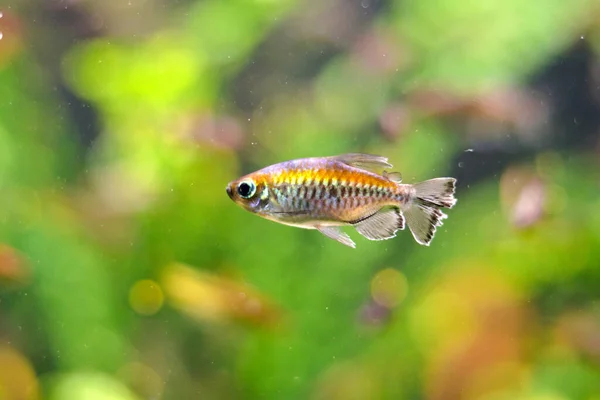 Красива Риба Акваріумі — стокове фото