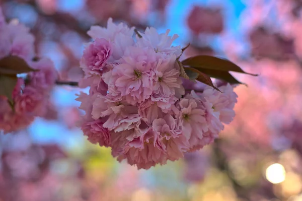 Árvore Sakura Florescendo Com Flores Rosa Fundo Borrado — Fotografia de Stock