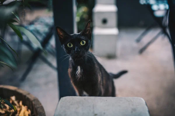 Kedi Sokakta Oturuyor — Stok fotoğraf