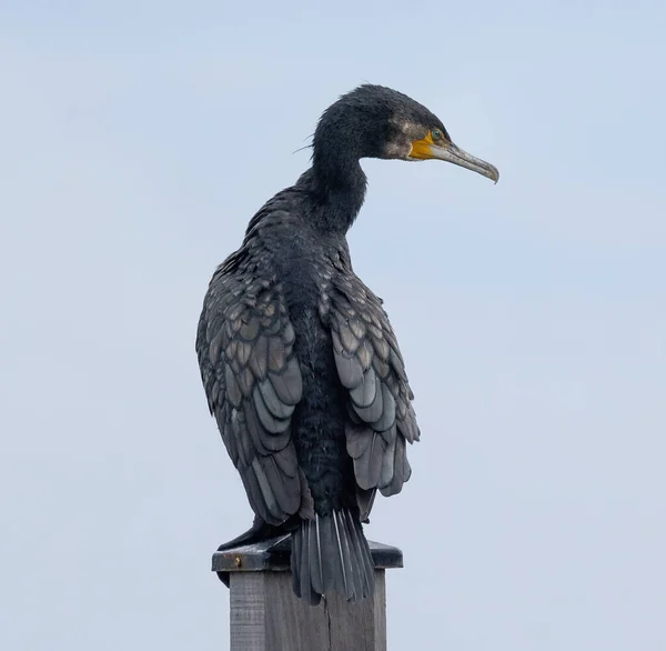 Vue Panoramique Bel Oiseau Nature — Photo