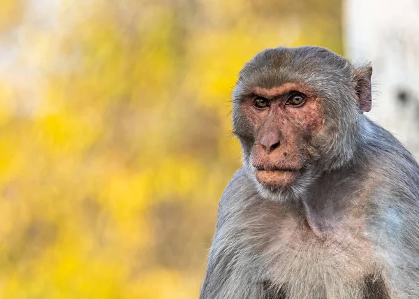 Портрет Милої Мавпи — стокове фото