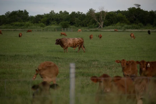 Vacas Pastando Campo — Fotografia de Stock