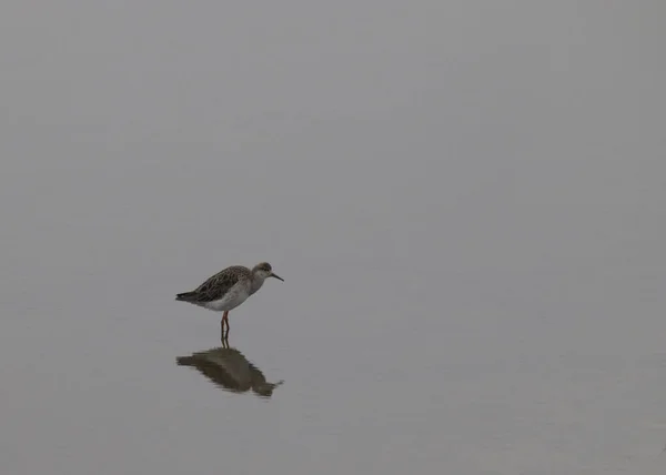 海滩上的海鸥 — 图库照片