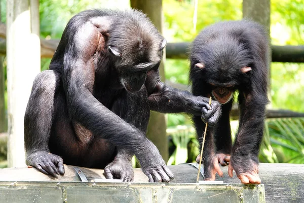 Fekete Gorilla Állatkertben — Stock Fotó