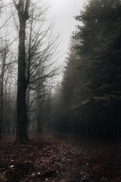 Foresta Nebbiosa Nella Nebbia — Foto Stock