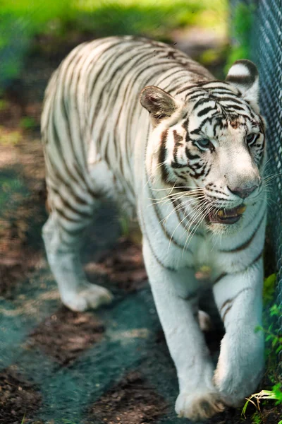 White Tiger Zoo — Stock Photo, Image