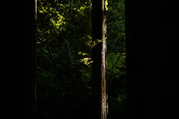 Prachtig Uitzicht Het Bos — Stockfoto