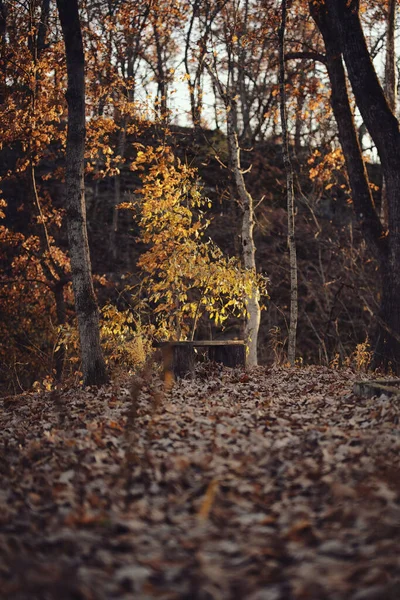 Forêt Automne Dans Parc — Photo