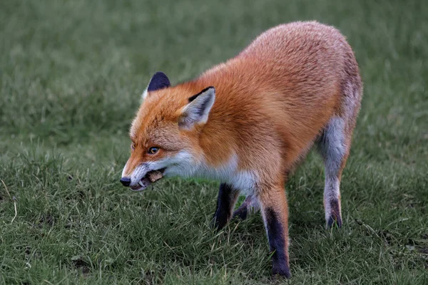 Röd Räv Gräset — Stockfoto