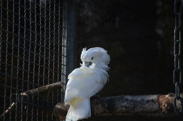 Biały Ptak Zoo — Zdjęcie stockowe