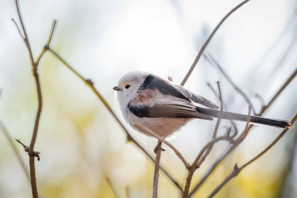 Vue Rapprochée Petit Oiseau — Photo