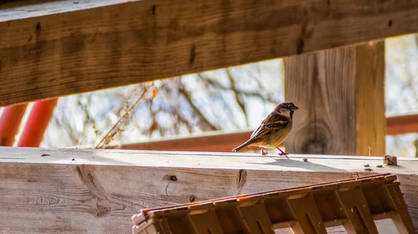 Bird Roof House — Stock Photo, Image