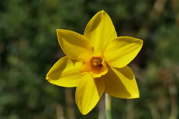 Gele Bloem Met Groene Bladeren — Stockfoto