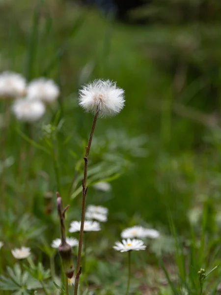 Fiore Tarassaco Nel Prato — Foto Stock