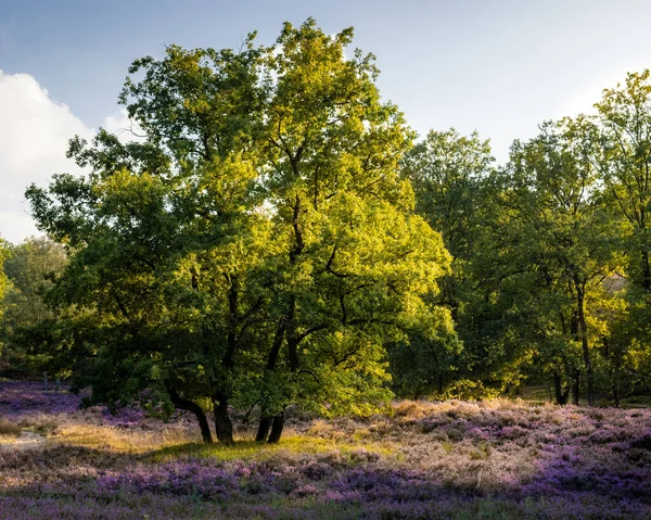 Güzel Bir Manzara Ağacı Mavi Gökyüzü — Stok fotoğraf