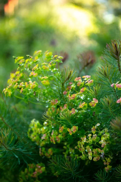 Groene Bladeren Tuin — Stockfoto