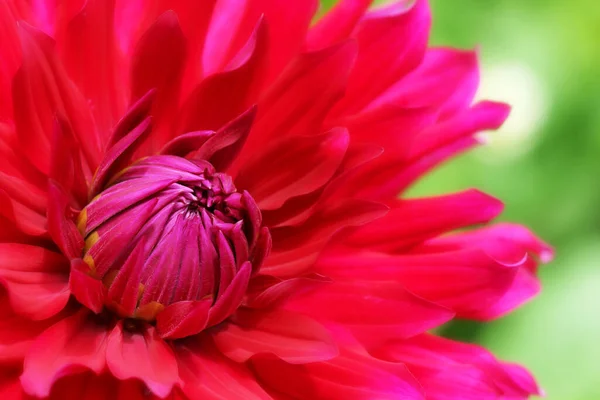 Красивый Цветок Георгины Саду — стоковое фото