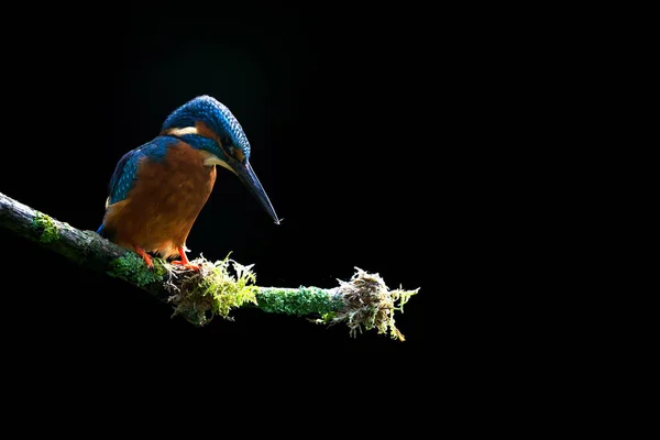 Zingfisher Alcedo Atthis Bird Brahb Wildlife Fauna Flora Nature Blue — стоковое фото