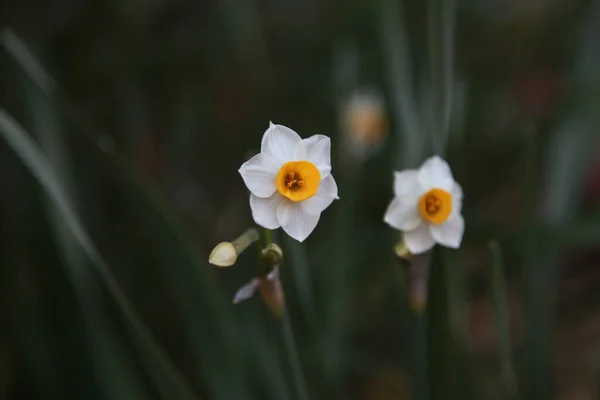 Schöne Blumen Die Garten Flora Und Natur Wachsen — Stockfoto