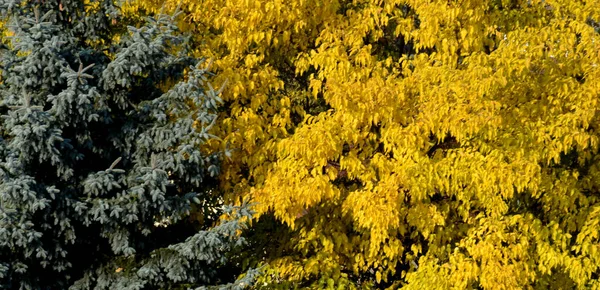 Κίτρινο Και Μαύρο Φόντο Ένα Όμορφο Μοτίβο Της Κοιλάδας — Φωτογραφία Αρχείου