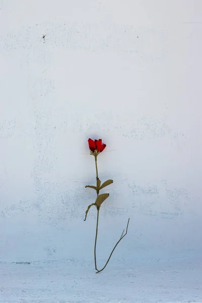 白色背景上的红玫瑰 — 图库照片
