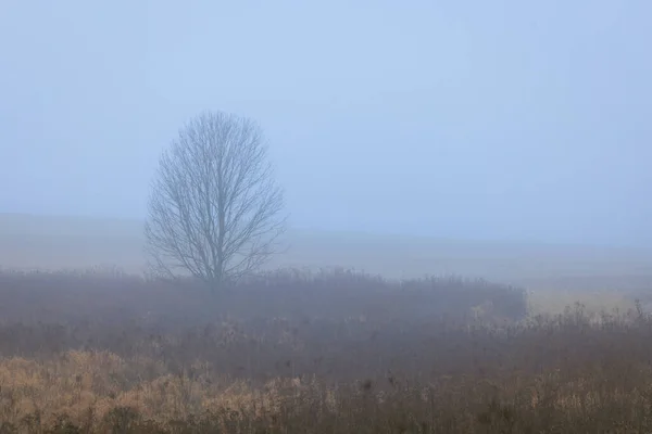 Schöne Landschaft Mit Bäumen Und Nebel — Stockfoto