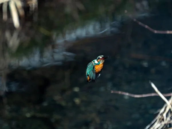 Krásný Pták Lese — Stock fotografie