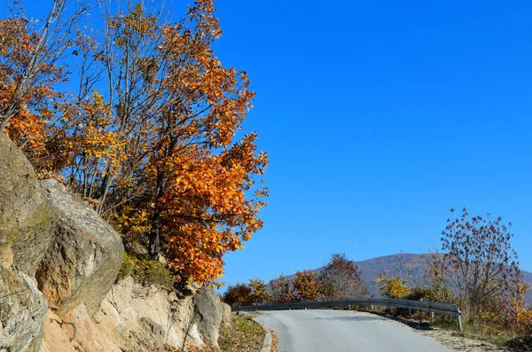 Paysage Automne Avec Arbres Ciel Bleu — Photo