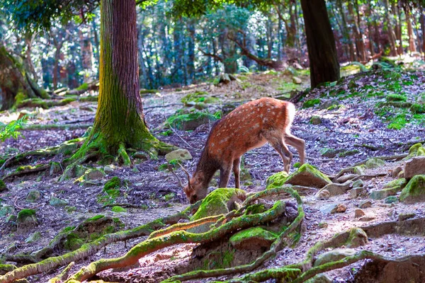 Cervo Nella Foresta — Foto Stock