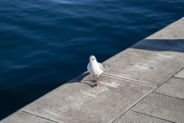 Seagull Pier — Stock Photo, Image