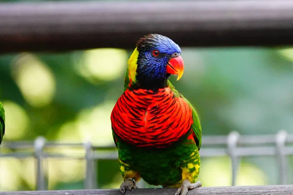 Scenic View Beautiful Tropical Exotic Parrot — Stock Photo, Image