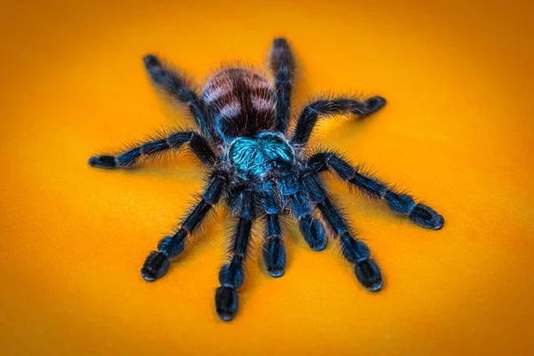 Halloween Pavouk Žlutém Pozadí — Stock fotografie