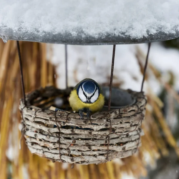 Kuş Besleyici — Stok fotoğraf