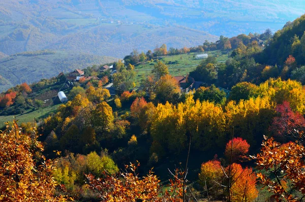 Podzimní Krajina Barevnými Stromy Zelenými Listy — Stock fotografie
