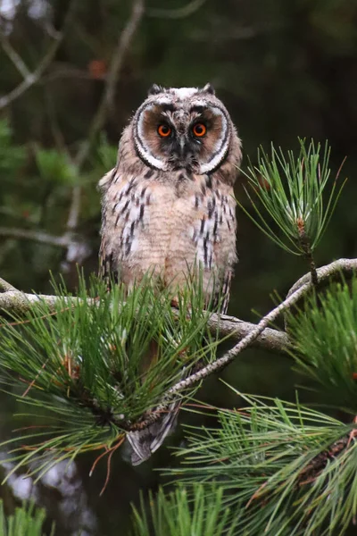 owl on a branch in winter park