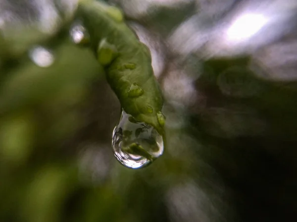Gotas Água Nas Folhas — Fotografia de Stock