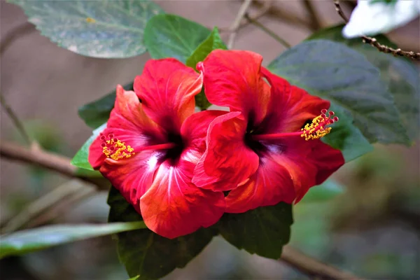 Mooie Rode Hibiscus Bloemen Tuin — Stockfoto