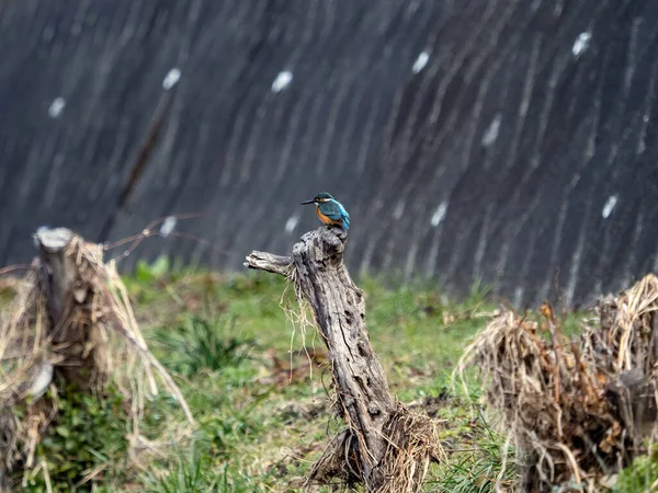 Uccello Sull Albero — Foto Stock