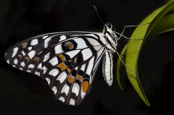 Schmetterling Auf Schwarzem Hintergrund — Stockfoto