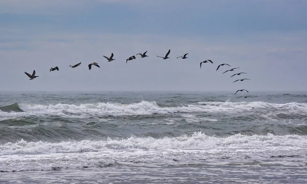 Gabbiani Che Volano Mare — Foto Stock